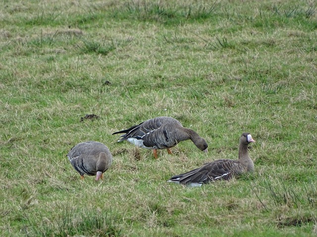 球成为比赛 球成为比赛